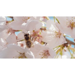 Semilla Atrayente Abejas