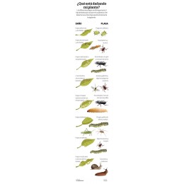 Semilla Repelente Insectos Suelo