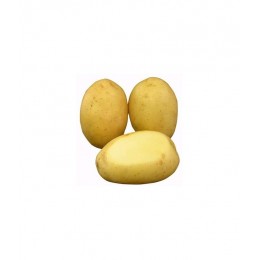 Patatas De Siembra Monalisa