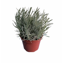 Lavanda