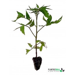 Plantel Tomate Cherry Pera