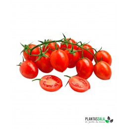 Plantel Tomate Cherry Pera