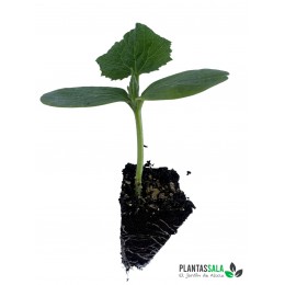 Plantel Pepino Del Terreno