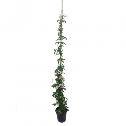 Bignonia Jazminoides