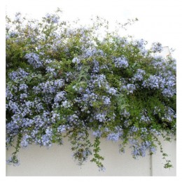 Plumbago