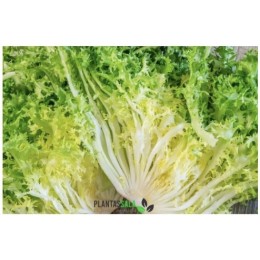 Semilla Horticola Escarola Rizada Cabello de Ángel