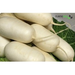 Semilla Horticola Nabo de Mesa Virtudes Martillo