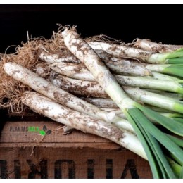 Semilla Horticola Cebolla "Calçots"