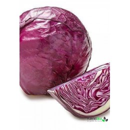 Semilla Horticola Col Lombarda