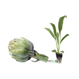 Plantel Alcachofa Hibrida