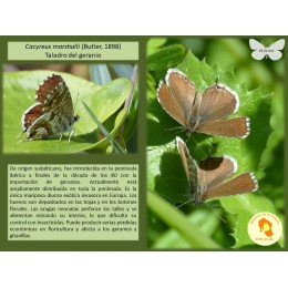 Insecticida Taladro Deltis Monodosis