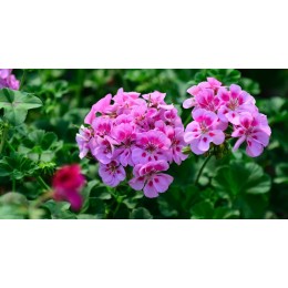 Insecticida Taladro Geranio