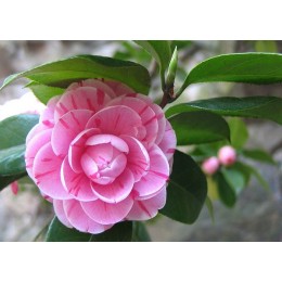 Fertilizante Plantas Ácidas