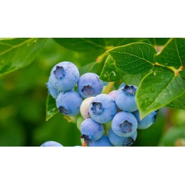 Fertilizante Plantas Ácidas