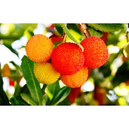Fertilizante Plantas Ácidas