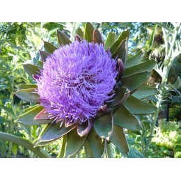 Plantel Alcachofa Hibrida Green Queen