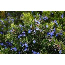 Planta Aromática Romero Rastrero o Repens