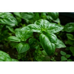 Biofertilizante Universal Foliar